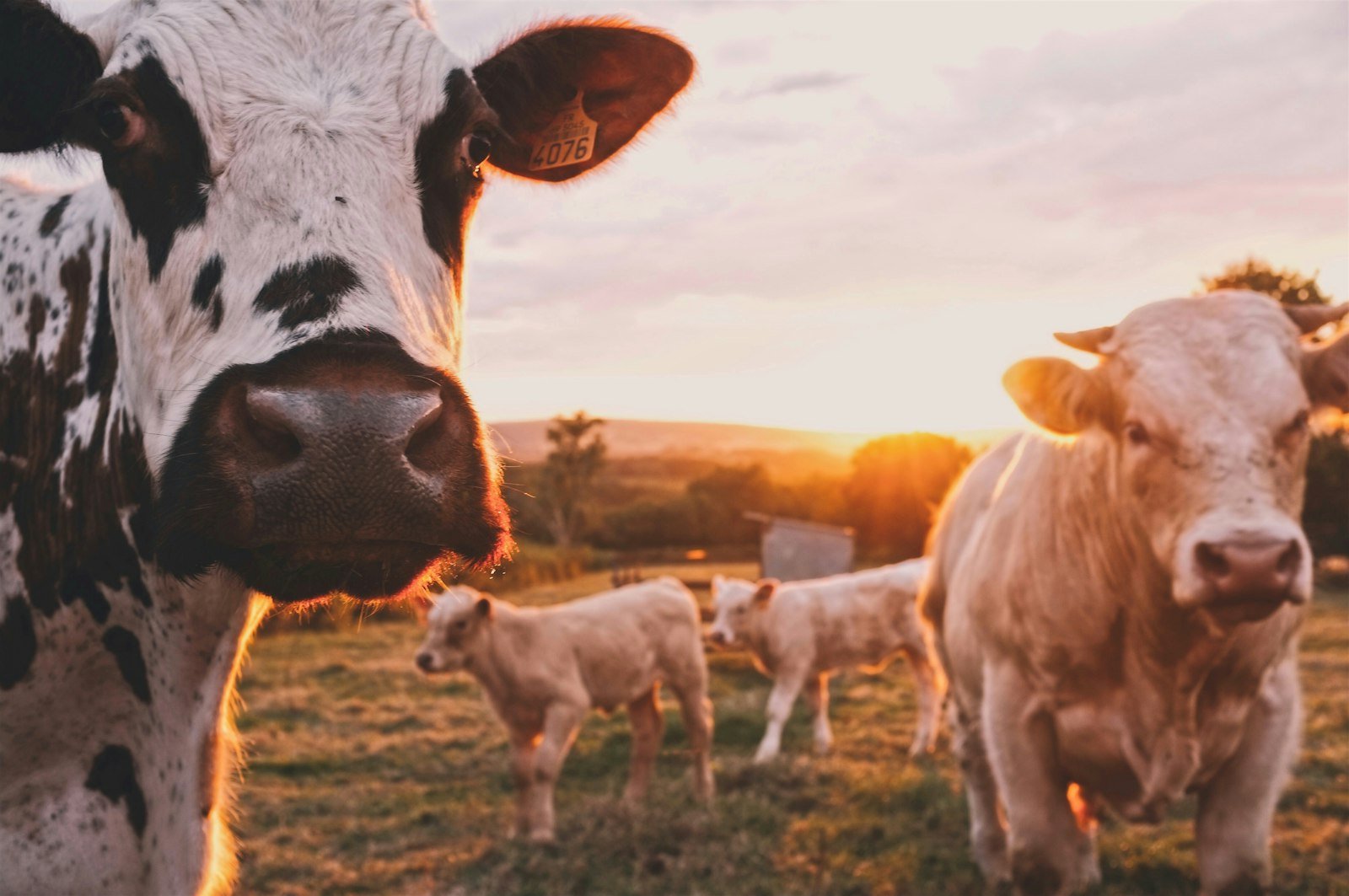 Proteção Patrimonial no Agronegócio